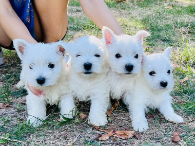 Chiot N°1