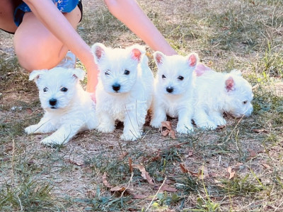 Chiot N°2