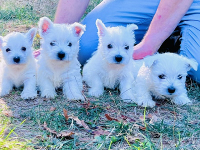 Chiot N°4
