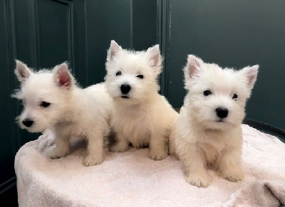 CHIOT 1