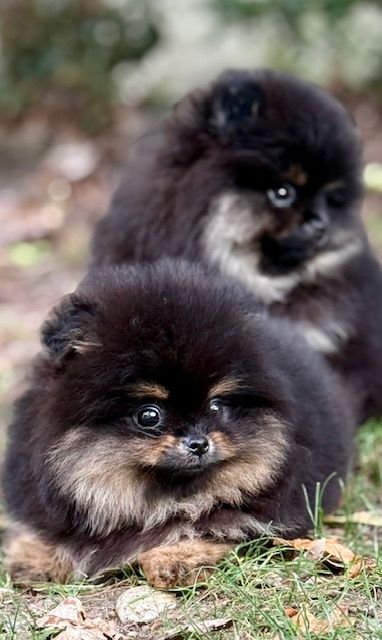 Chiot Spitz allemand Benoit Leleu