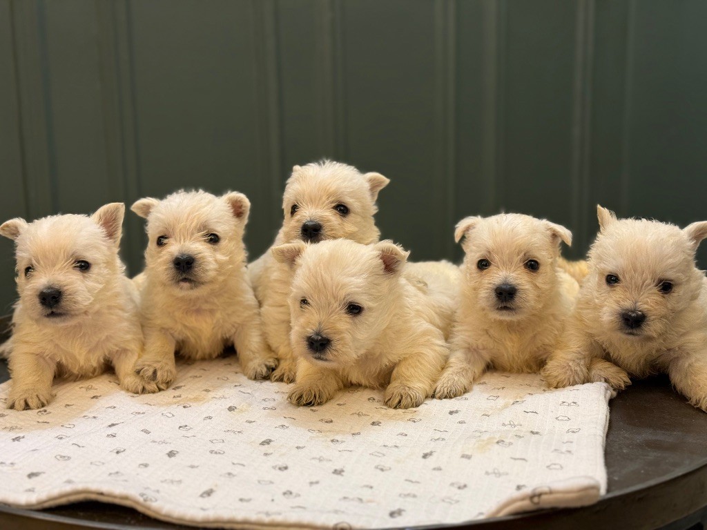 Chiot West Highland White Terrier Benoit Leleu