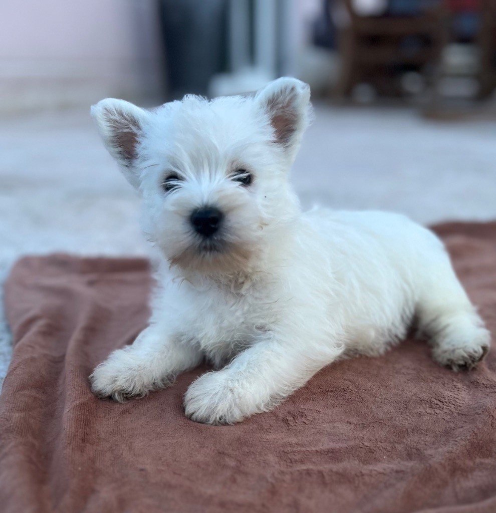 Benoit Leleu - Chiots disponibles - West Highland White Terrier